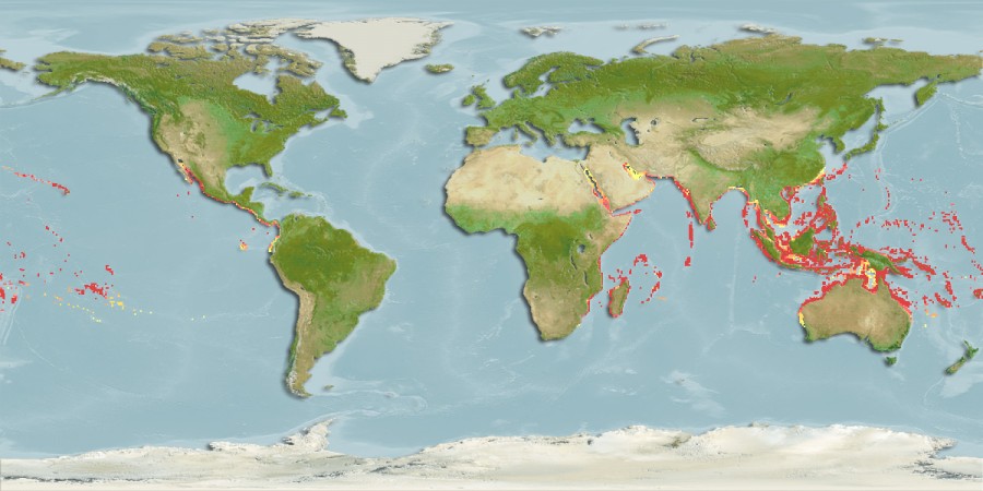 Aquamaps of Myrichthys colubrinus