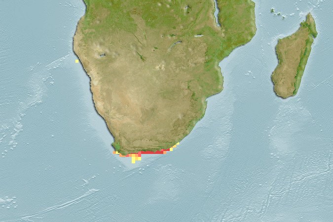 Aquamaps of Gaidropsarus capensis