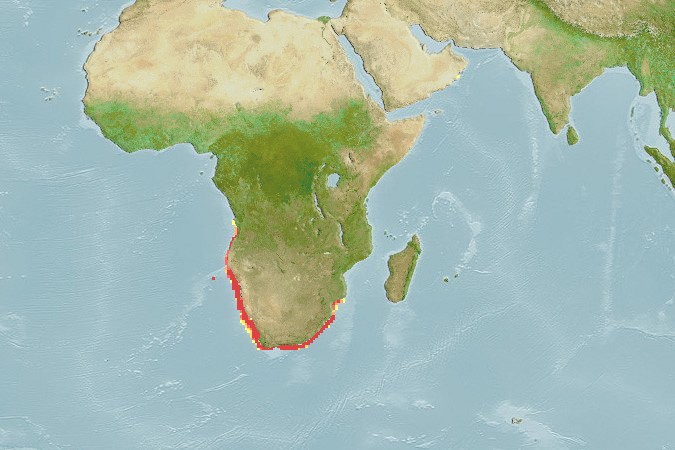 Aquamaps of Chatrabus melanurus