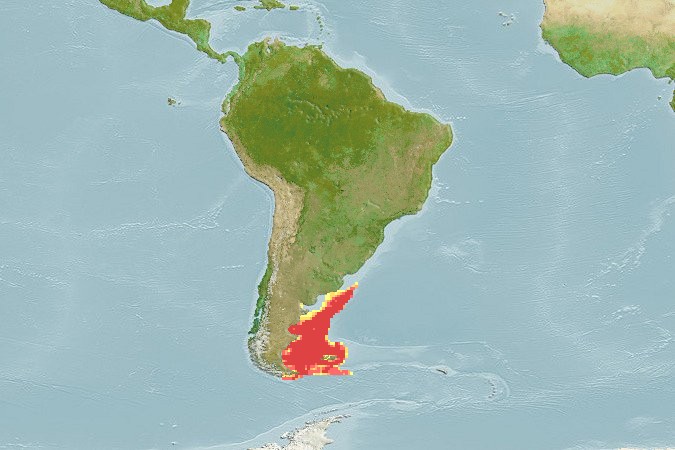 Aquamaps of Patagonotothen ramsayi