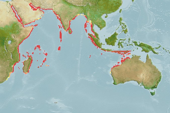 Aquamaps of Apolemichthys xanthurus