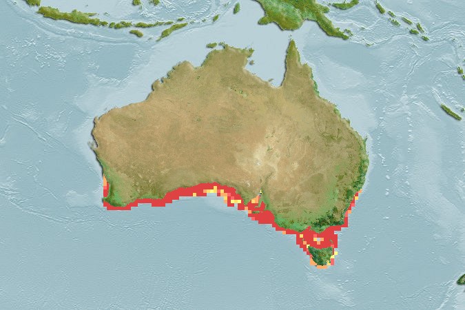 Aquamaps of Glyptauchen panduratus