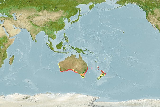 Aquamaps of Eubalichthys bucephalus