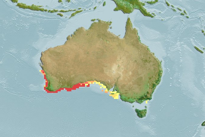 Aquamaps of Acanthistius serratus