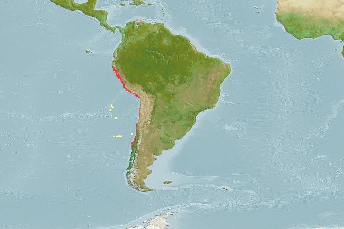 Aquamaps of Aculeola nigra