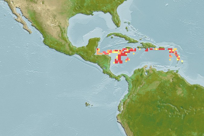 Aquamaps of Apristurus canutus