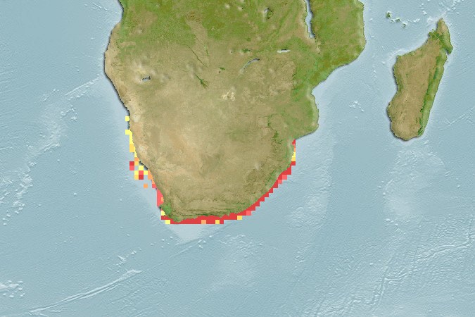 Aquamaps of Galeichthys feliceps