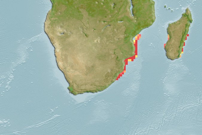 Aquamaps of Halaelurus lineatus