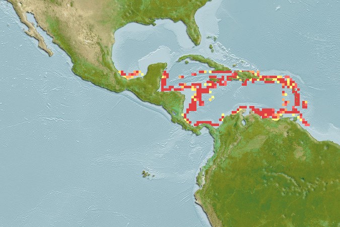 Aquamaps of Scyliorhinus boa