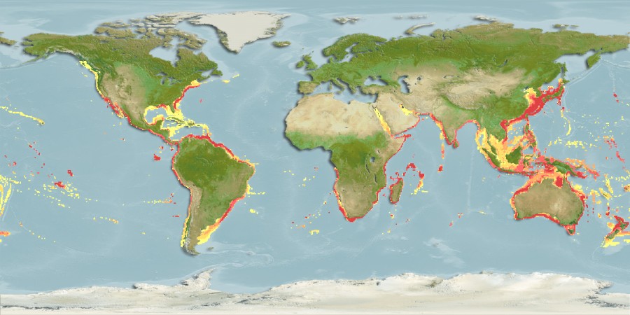 Aquamaps of Seriola lalandi