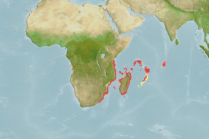 Aquamaps of Squatina africana