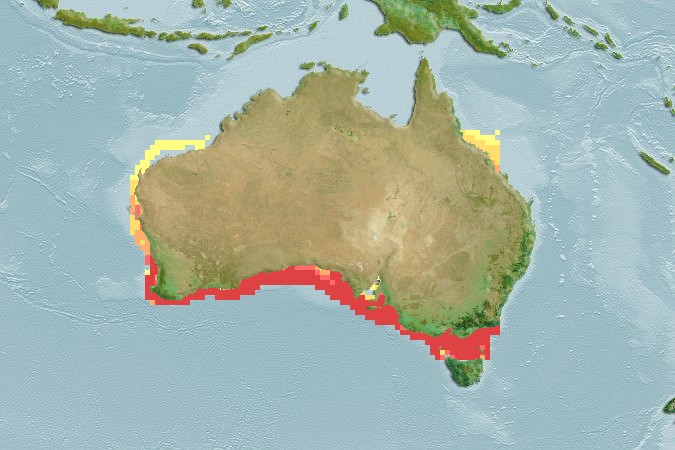 Aquamaps of Squatina australis