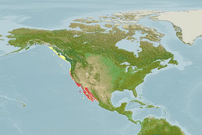 Aquamaps of Squatina californica