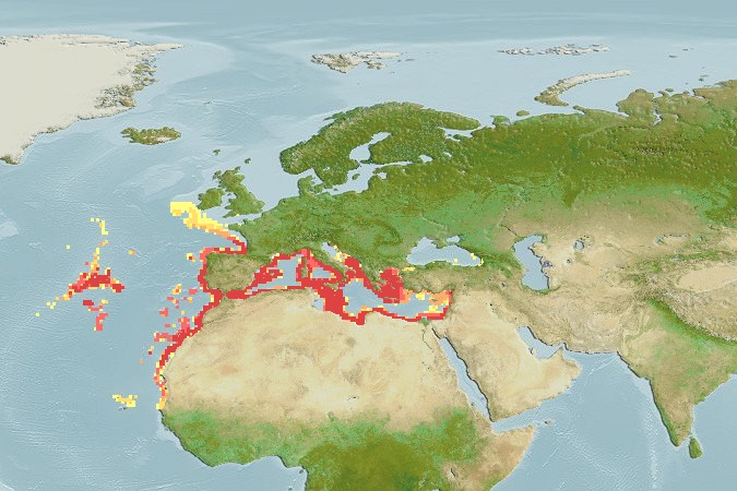 Aquamaps of Ophidion barbatum