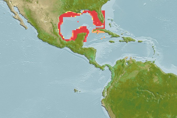 Aquamaps of Raja texana