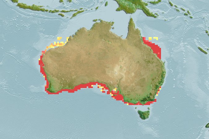 Aquamaps of Spratelloides robustus