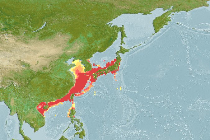 Aquamaps of Branchiostegus japonicus
