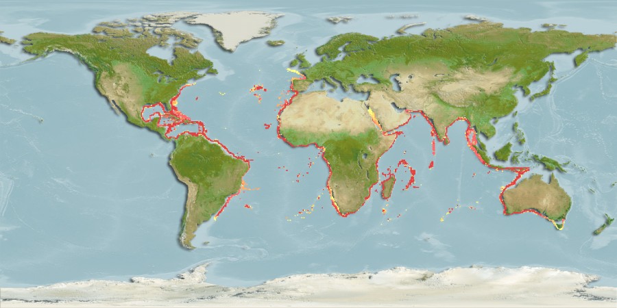 Aquamaps of Chaunax pictus