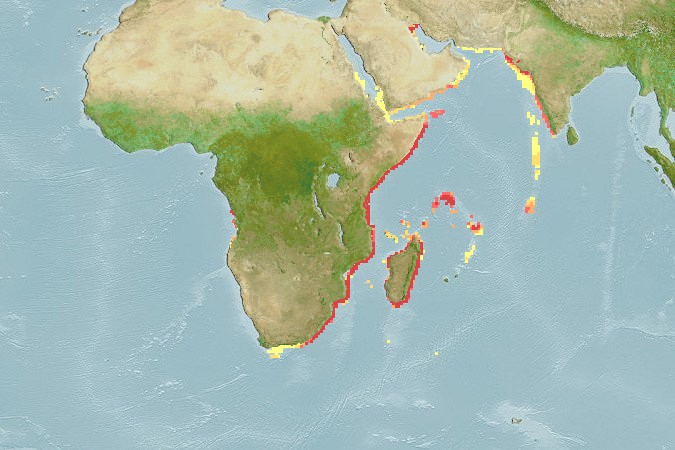 Aquamaps of Tripterodon orbis