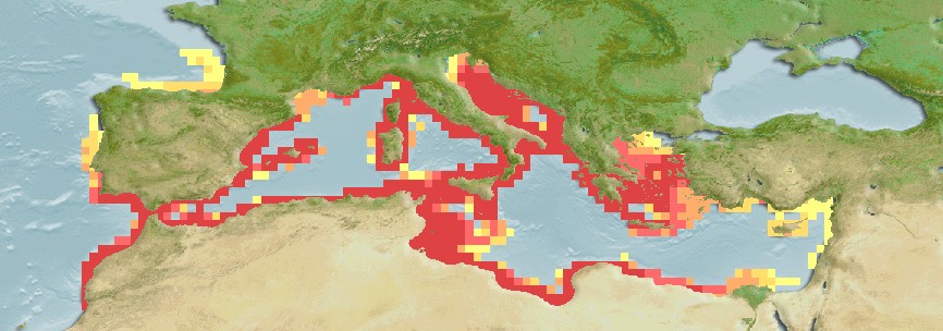 Aquamaps of Raja asterias