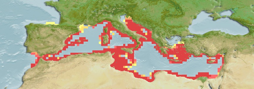 Aquamaps of Raja radula