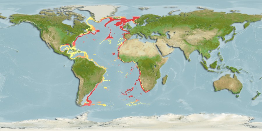 Aquamaps of Rhinochimaera atlantica