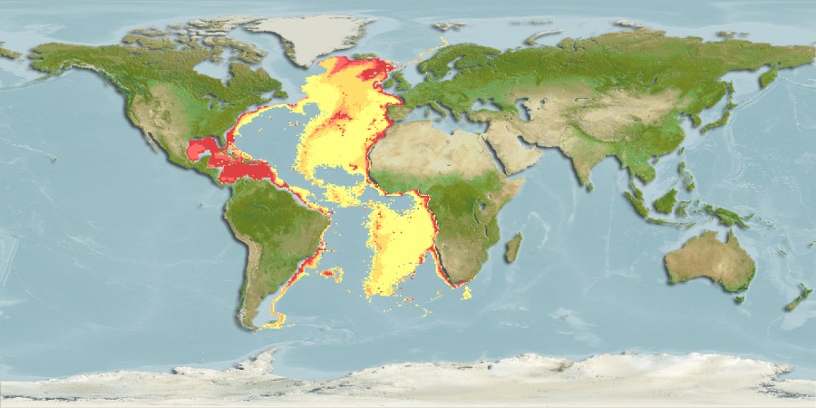 Aquamaps of Halosaurus guentheri