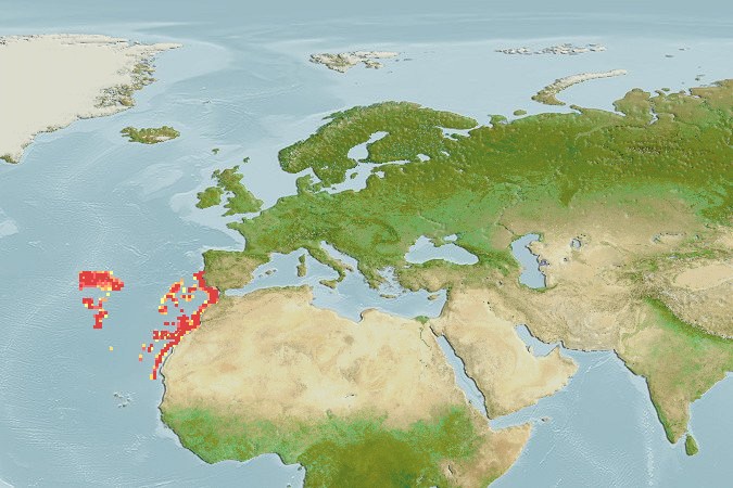 Aquamaps of Halosaurus johnsonianus