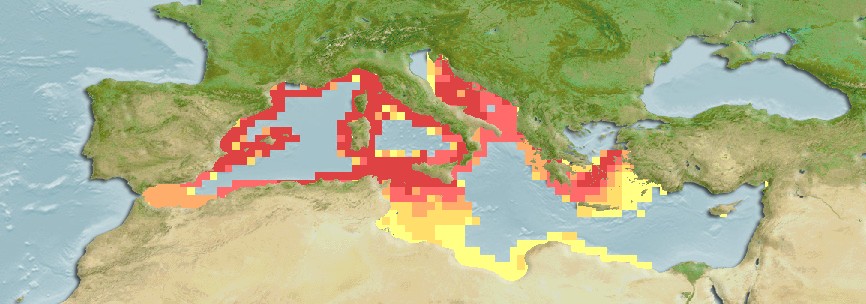 Aquamaps of Raja rondeleti