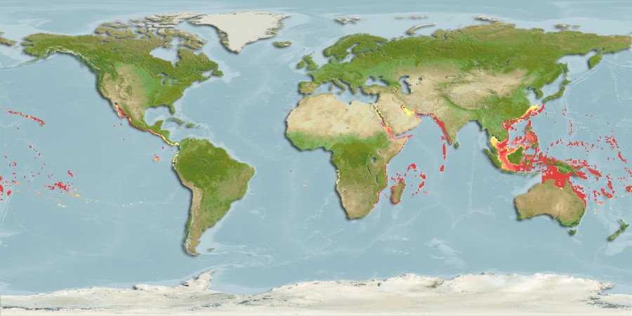 Aquamaps of Synodus dermatogenys