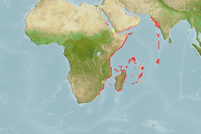 Aquamaps of Halichoeres iridis