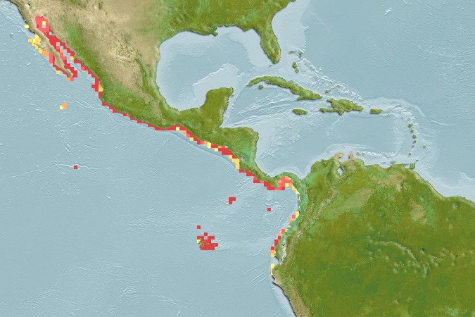 Aquamaps of Rhinoptera steindachneri