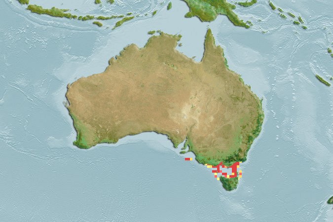 Aquamaps of Echinophryne crassispina