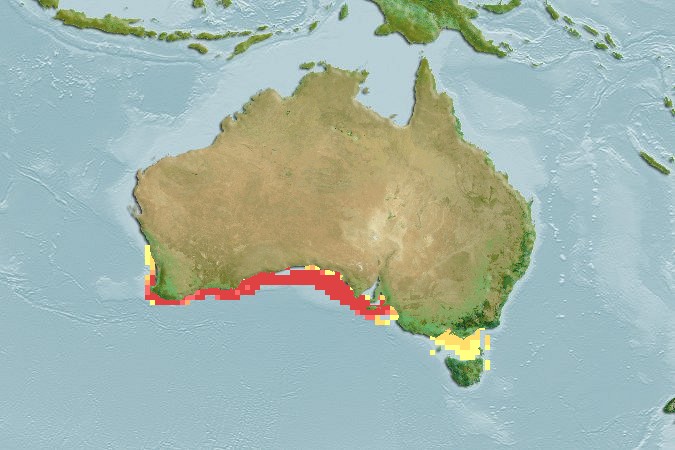 Aquamaps of Capropygia unistriata