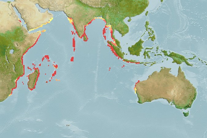 Aquamaps of Acanthurus tennentii