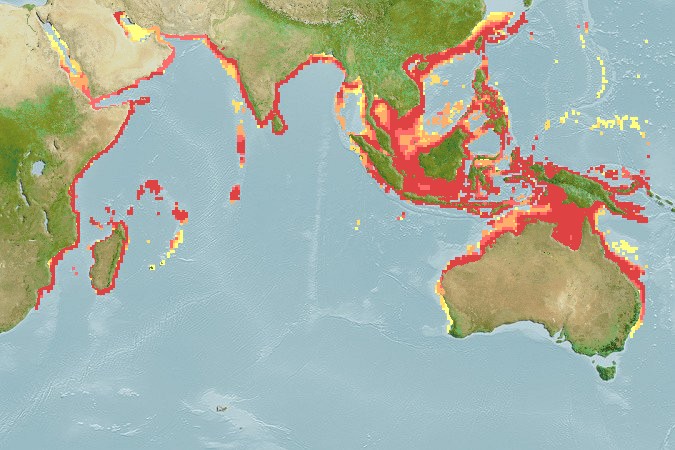 Aquamaps of Johnius borneensis
