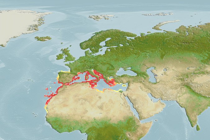 Aquamaps of Scorpaena loppei