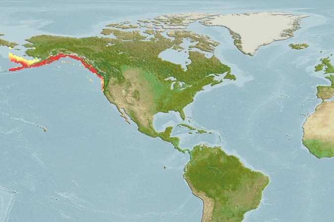 Aquamaps of Careproctus gilberti