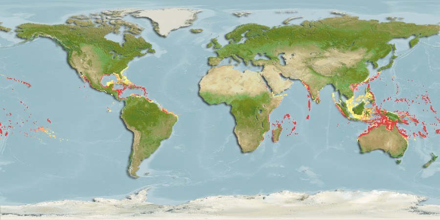 Aquamaps of Kaupichthys diodontus