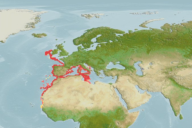 Aquamaps of Palinurus mauritanicus